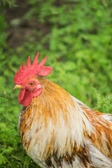 Brown chicken hen close up
