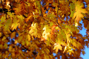 Jesienne Liście,autumn leaves