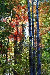 The Forest with fall foliage