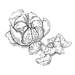 Mandarin, vector hand drawing