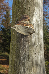 Baumpilz (Zunderschwamm) an einem abgestorbenen Baumstamm, Nidwalden, Schweiz