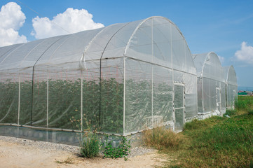 Fototapeta premium Melon in greenhouse on field agriculture