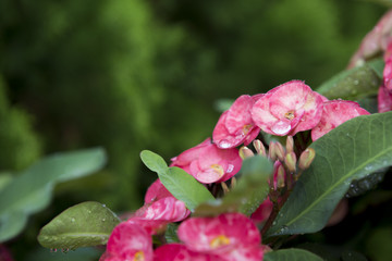 Pink euphorbia milii Crown of thorns, Christ thorn,Poi sian flow