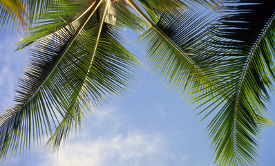 Fototapeta premium ヤシの木