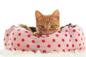 Kitten sleeping in the bed