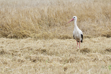 Adult standing white stork feeding on harvested farm grain field