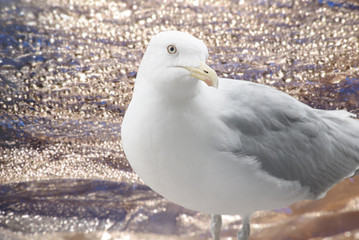 Seagull on sea background 