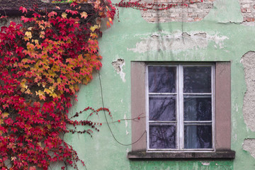 Ivy Wall
