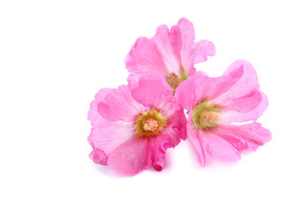 three pink flower on white background