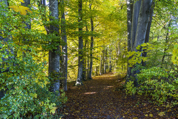 Herbstlaub ziert Herbstwald im Altweibersommer