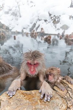 温泉でいやされるおさるさん Japanese monkey outdoor bath