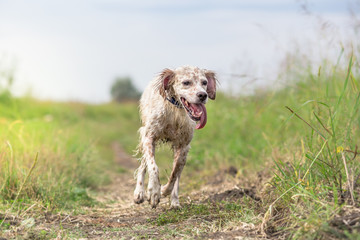 Wet dog running in in swamp area