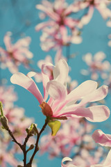 Obraz premium Blooming magnolia flowers