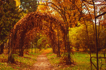 Autumn park with pergolas leaves
