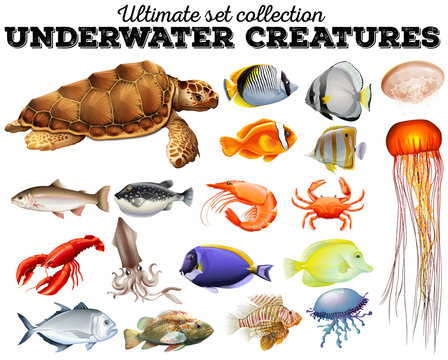 Different kind of sea animals