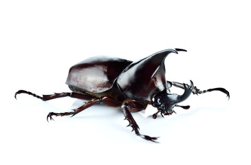 Rhinoceros beetle, Rhino beetle, Hercules beetle, Unicorn beetle