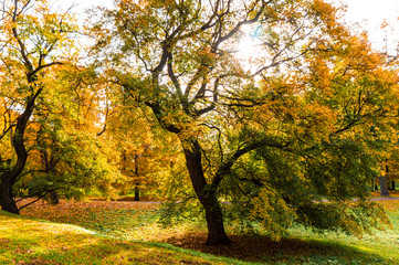 prachtvoller ahornbaum im herbst