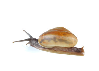 Garden snail isolated on white background