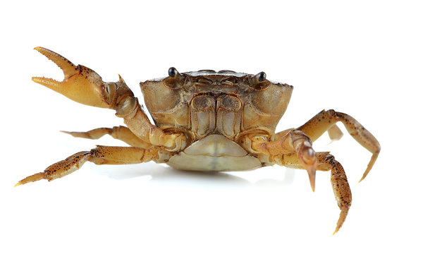 Female field crab on white background