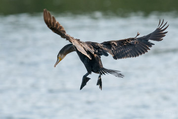 cormoran