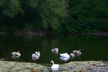 Family of swans