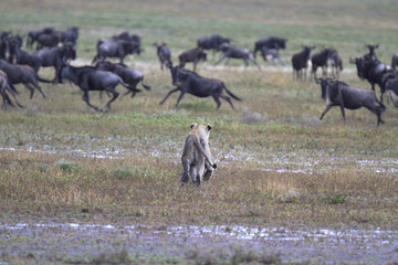 Naklejka premium Wild lion trying to hunt wildebeest
