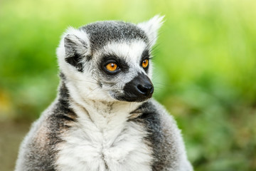 Lovely ring-tailed lemur face close up