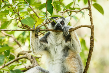 Ring-tailed lemur sleeping in the tree