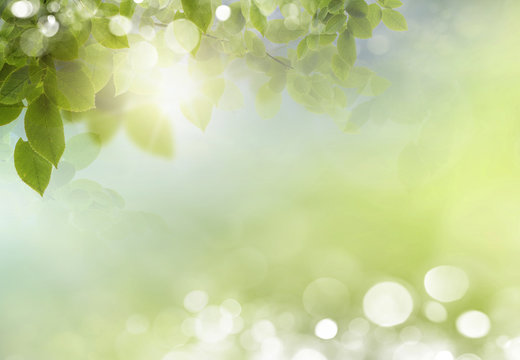 Spring background with leaves. background bokeh