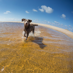 dog playing at French beach