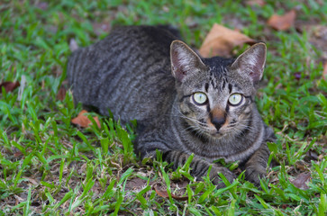 Pussy cat in the garden