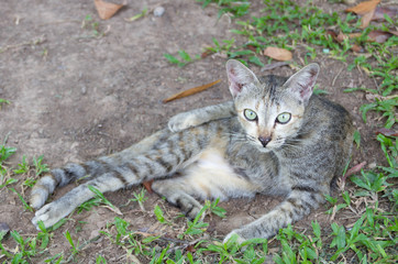 Pussy cat in the garden