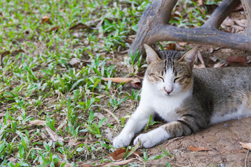 Naklejka na ściany i meble Pussy cat relax in the garden