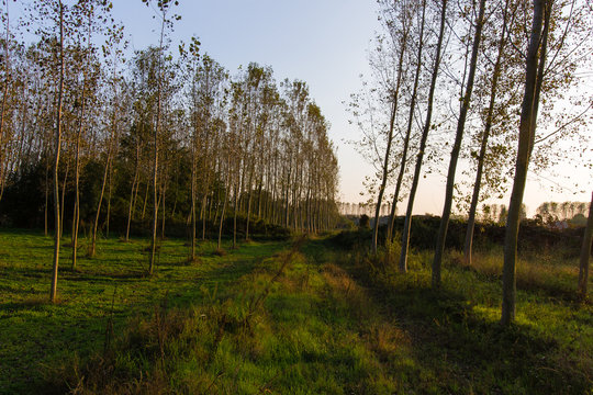 Cilavegna woods