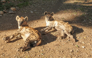 Cheetah (Acinonyx jubatus) © Silvia Crisman