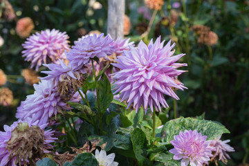 Violet Rosa Blütenkranz