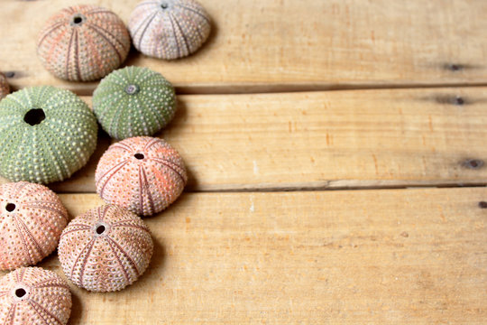 Border design colorful sea urchins and shells with copy space for your text 