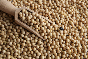 soybeans with wooden scoop , one black bean
