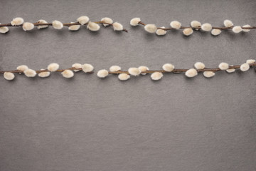 Hintergrund mit Palmkätzchen auf Schieferplatte für Ostern und Frühling