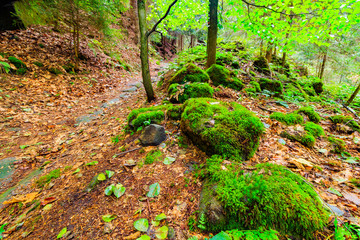 Virgin forest in the beginning of autumn, Ceske Svycarsko