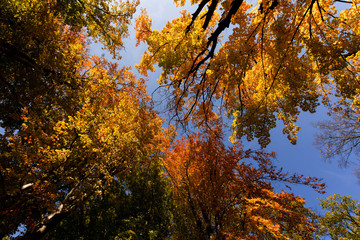autumn tree top on blue sky