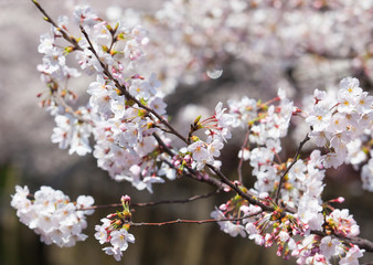 White sakura or Japanese cherry blossom in spring season