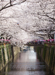 Beautiful sakura cherry blossom at Nakameguro Tokyo, Japan