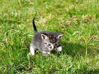 Small kitten walking on a lawn