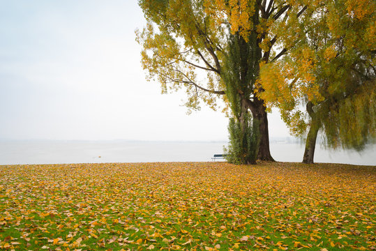  Bright carpet of leaves on the lake. Long exposure. Autumn