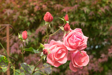 Rötliche Blühende Blume