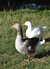 Domestic geese grey and white - Hausgänse