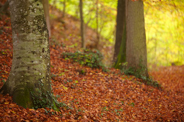 Herbst