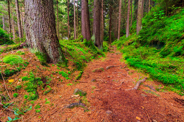 Virgin forest in the beginning of autumn, Ceske Svycarsko