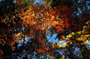 森の紅葉